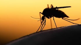 World Malaria Day:  A preventable disease, but here's why the elimination remains a challenge